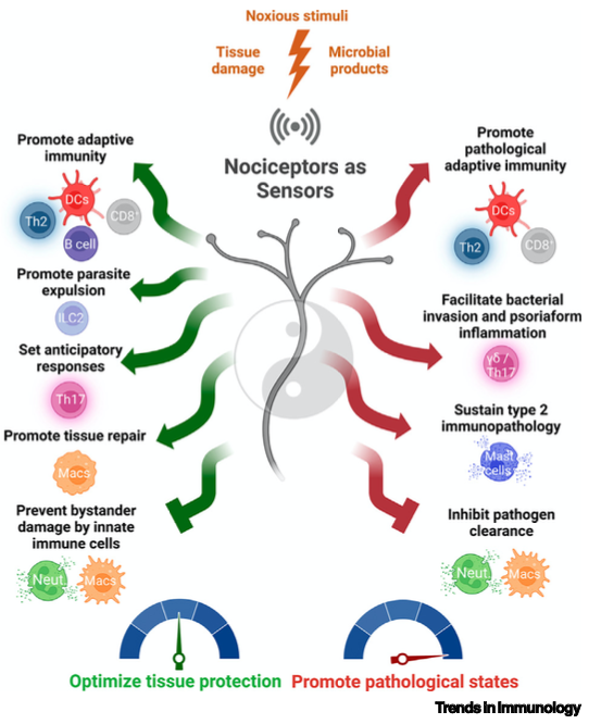 Nociceptors as sensors integrating noxious stimuli into immune outcomes