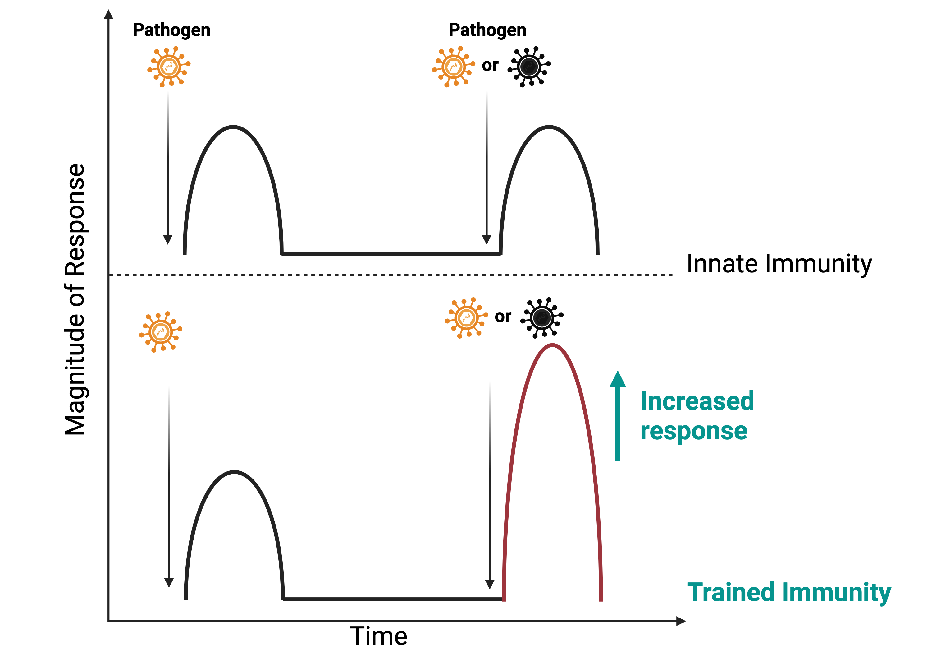 Trained immunity vs innate immunity response curves over time