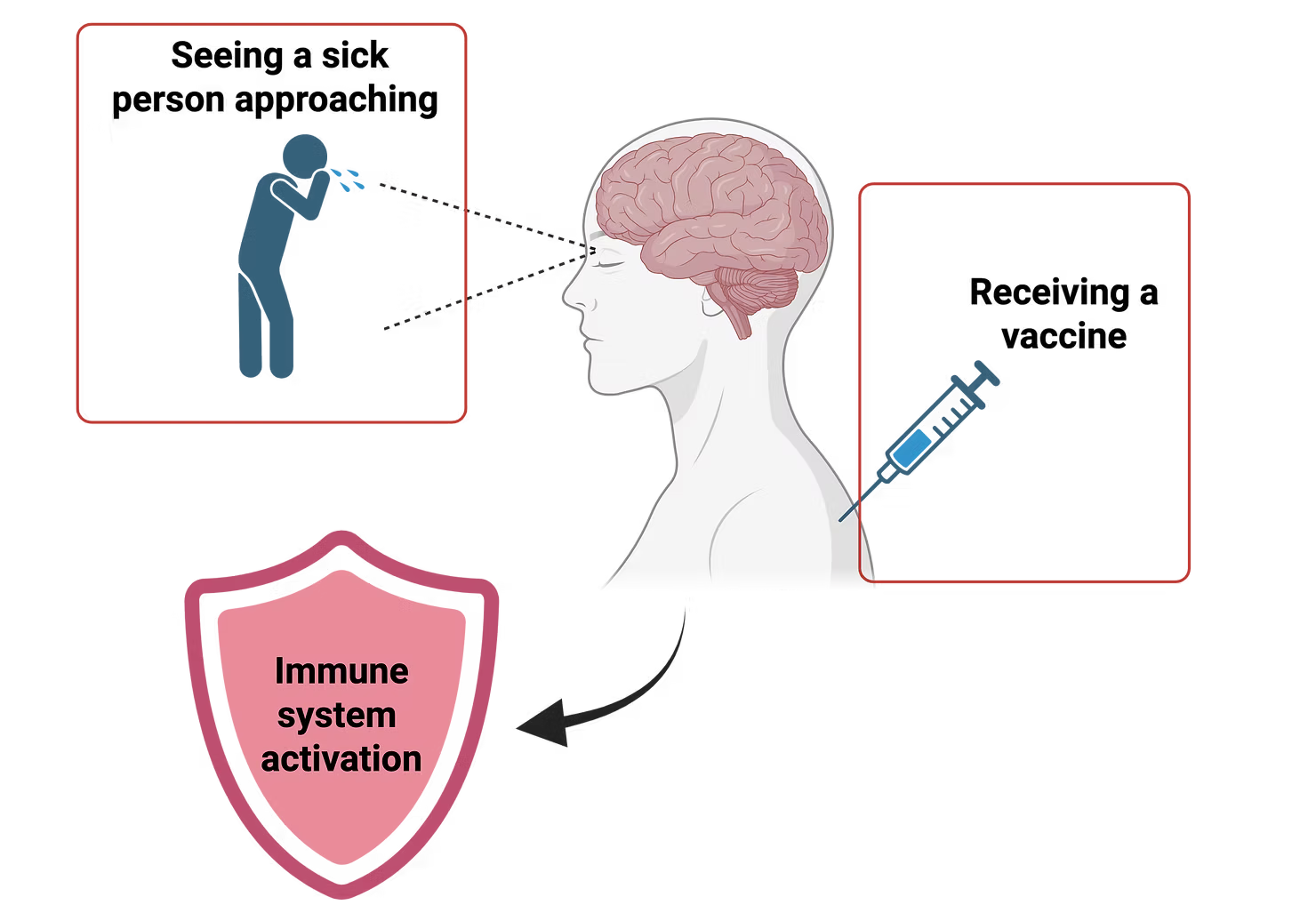 Seeing a sick person approaching and receiving a vaccine both signal through the brain to trigger immune system activation