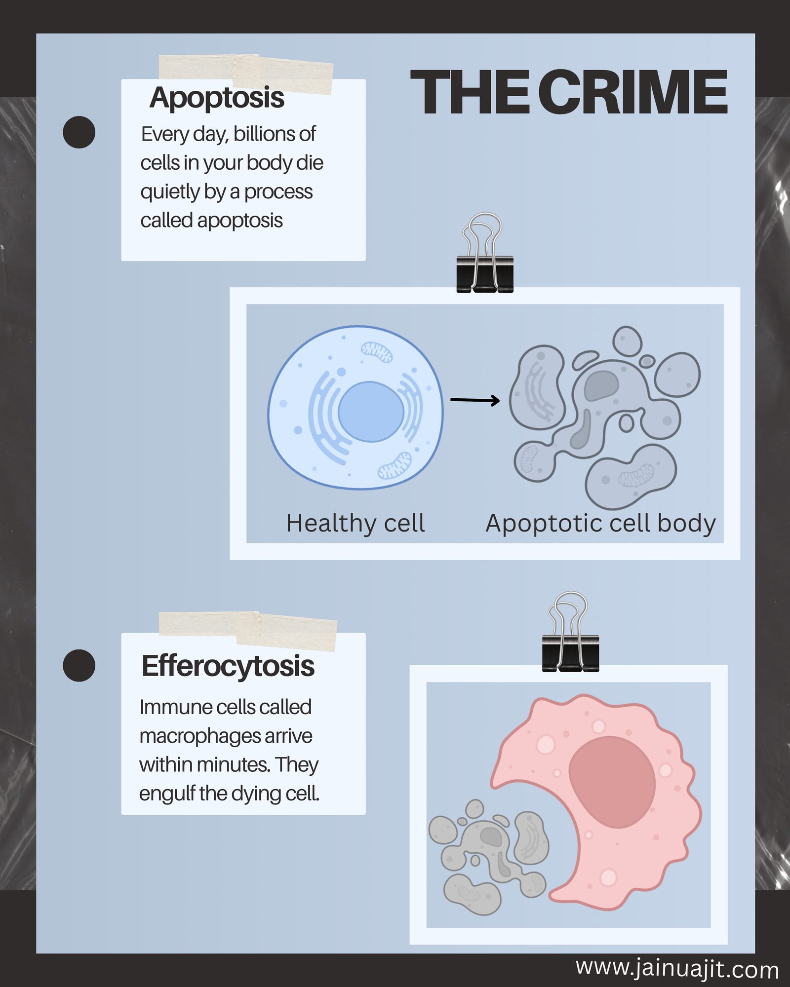 The Cell Death Case Files: How Macrophages Get Reprogrammed Inside Tumors, slide 2 of 6