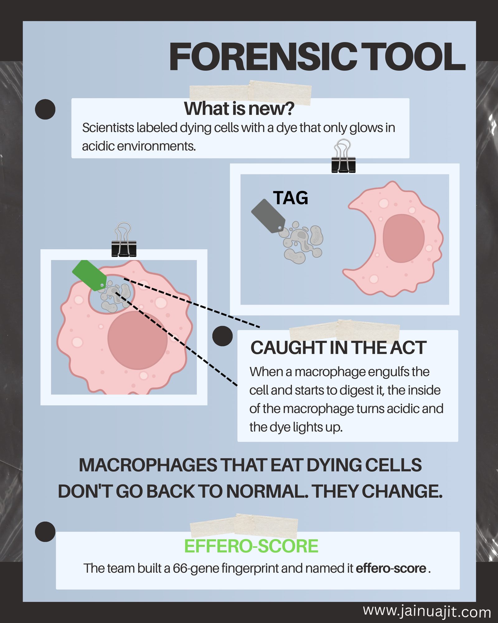 The Cell Death Case Files: How Macrophages Get Reprogrammed Inside Tumors, slide 4 of 6