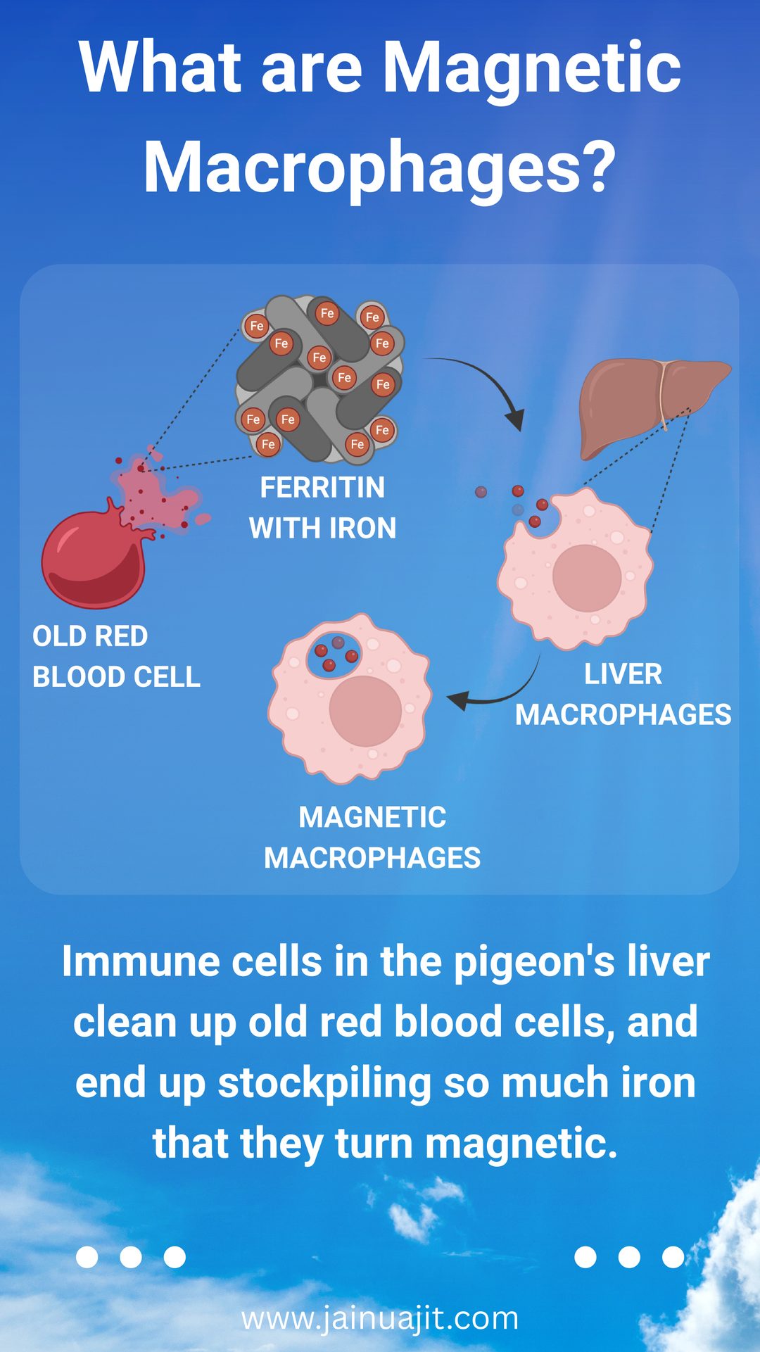 Pigeons Use Magnetic Immune Cells to Find Their Way on Cloudy Days, slide 2 of 5