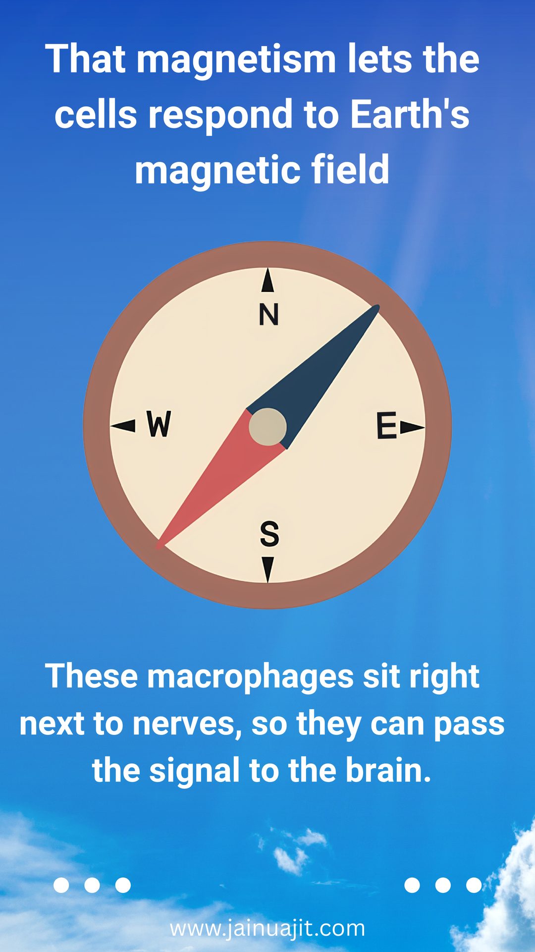Pigeons Use Magnetic Immune Cells to Find Their Way on Cloudy Days, slide 3 of 5
