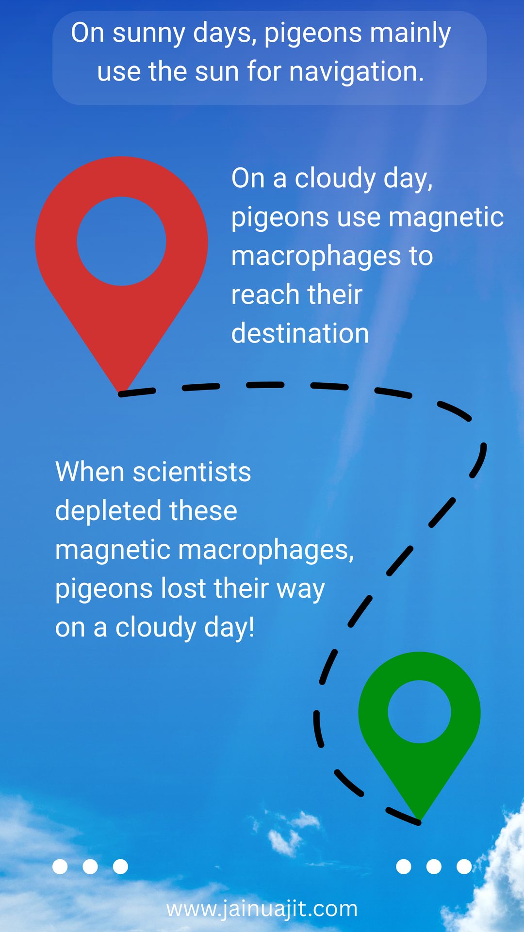 Pigeons Use Magnetic Immune Cells to Find Their Way on Cloudy Days, slide 4 of 5