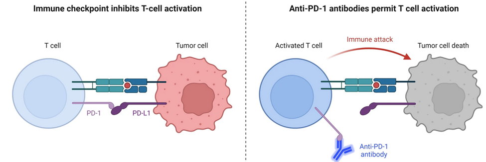 Left: a tumor cell's PD-L1 binding a T-cell's PD-1 switches the T-cell off. Right: an anti-PD-1 antibody blocks that interaction, letting the activated T-cell attack the tumor